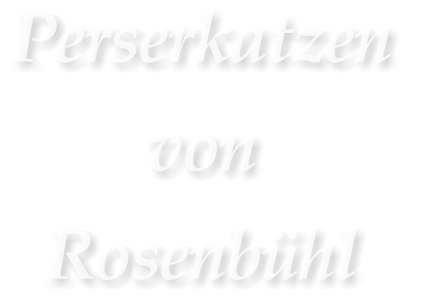 Perserkatzen  von  Rosenbhl